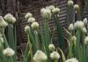 Cebula wieloletnia - sadzenie i pielęgnacja Uprawa cebuli wieloletniej na warzywa z nasion