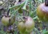 Jak prawidłowo karmić pomidory jodem i chronić je przed chorobami Proporcje jodu w leczeniu pomidorów przed zarazą późną