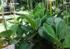 Features of caring for an unpretentious plant and its reproduction