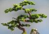Garden bonsai - technique and procedure