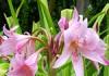 Krinum: prabangios lelijos Krinum gėlės priežiūra atvirame lauke namuose