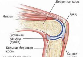 Chondrolon (injections): instructions for use, analogues and reviews, prices in Russian pharmacies
